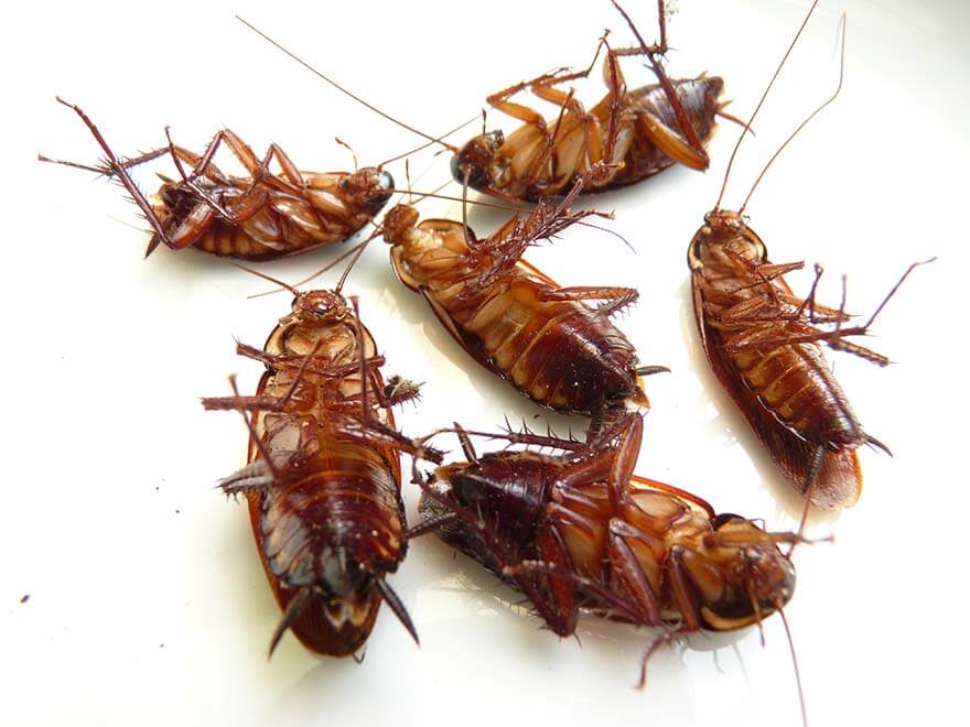 Multiple cockroaches on a white kitchen surface showing the scale of a German cockroach infestation