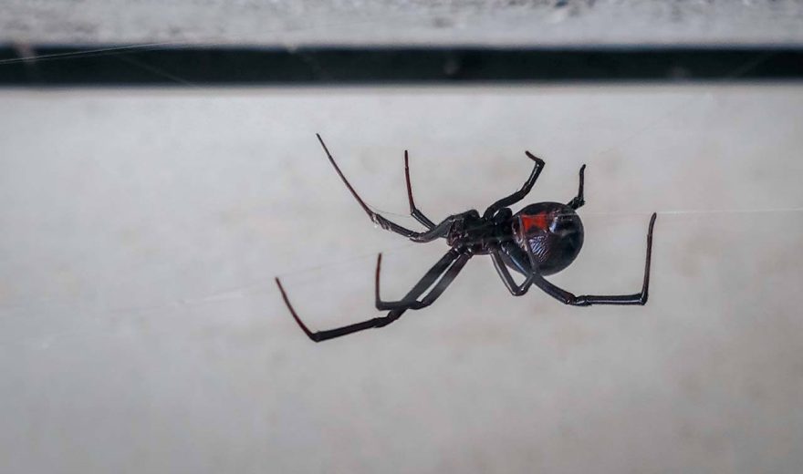 Spider in cobweb — professional spider removal in Cairns